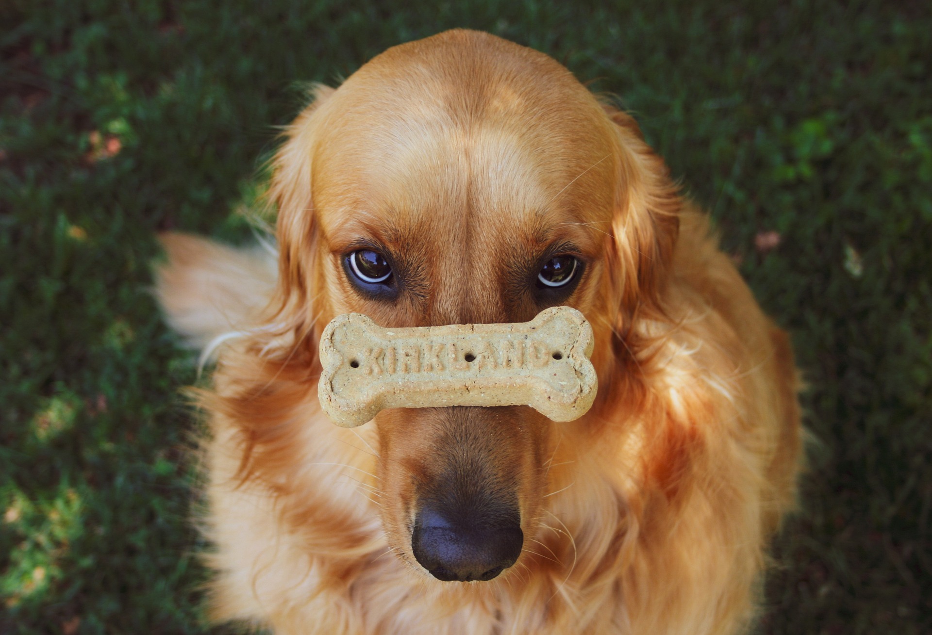 Good dog showing restraint for his bone