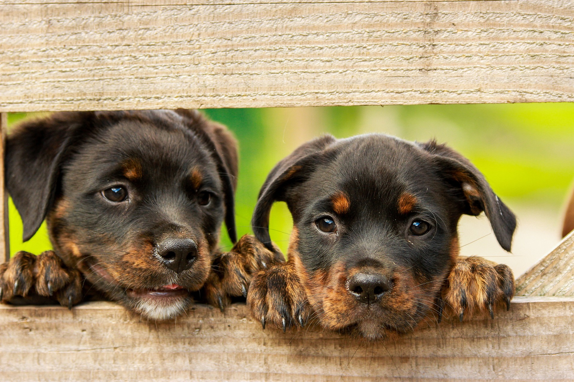 Two puppies peeking over the fence