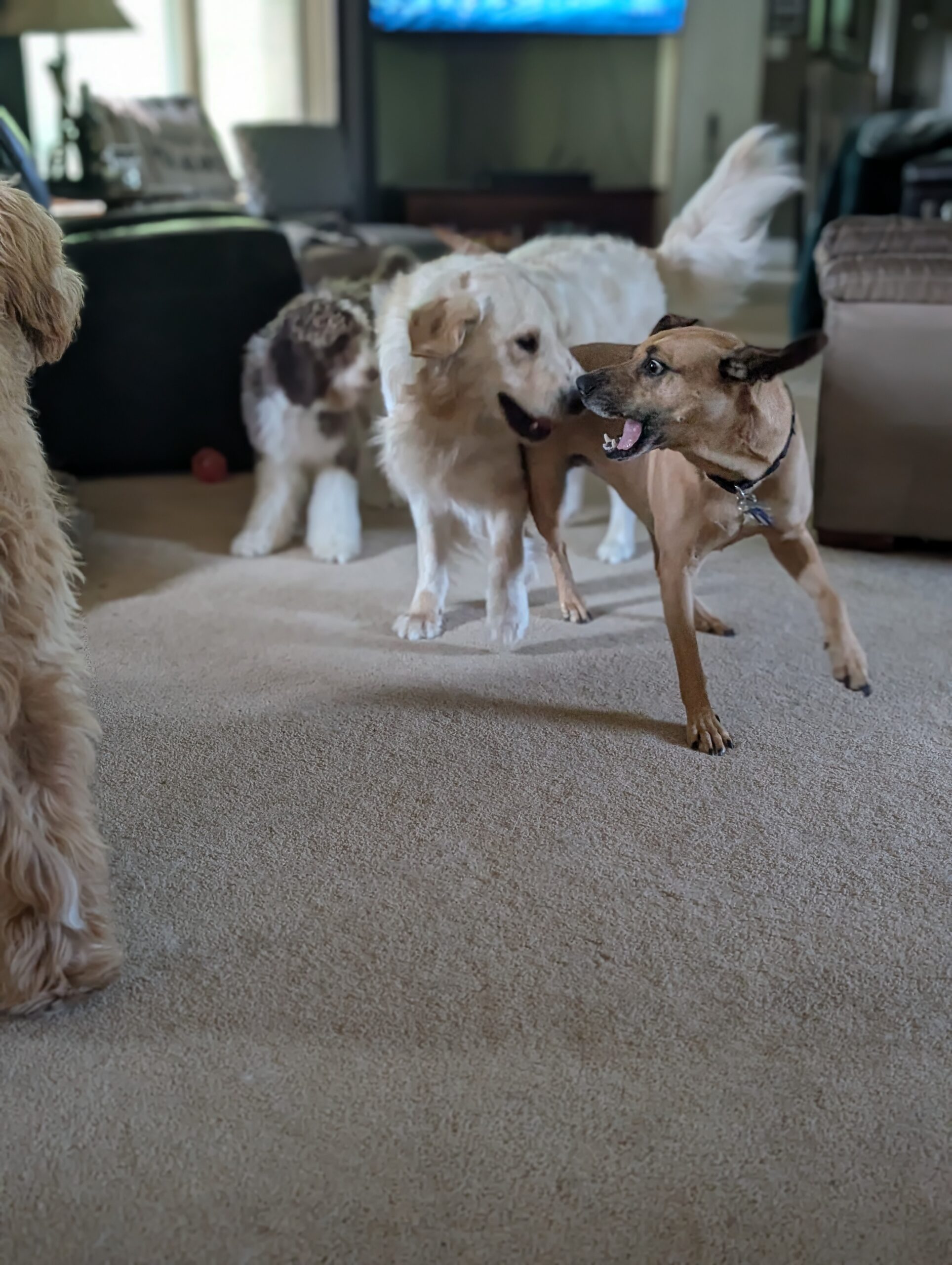 PXL_20250715_135936854.PORTRAIT